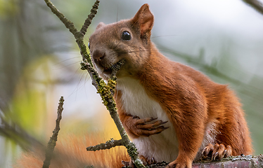 Image showing Eurasian Red Squirrel sitting on branch in summer