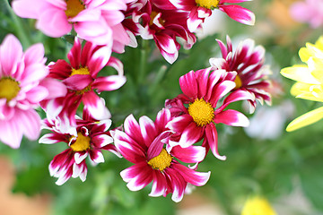 Image showing Chrysanthemum flowers