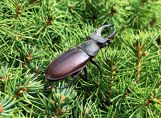 Image showing The European stag beetle (Lucanus cervus L.) adult male 