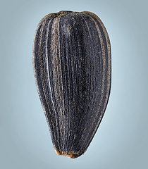 Image showing sunflower seed macro