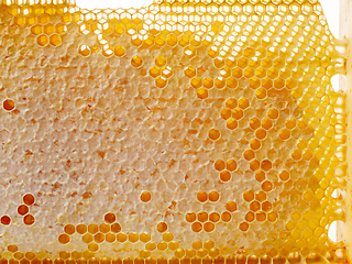 Image showing fresh honey combs