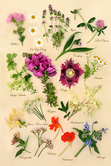 Image showing Flowers and Herbs for Alternative Medicine