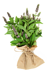 Image showing Fresh Peppermint Herb for Food Seasoning 