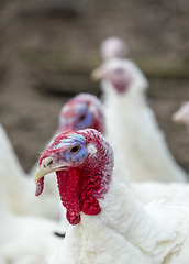 Image showing Turkey-poult