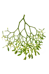 Image showing Traditional English Mistletoe Sprig