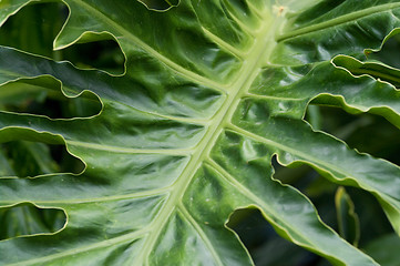 Image showing palm leaf