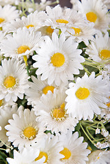 Image showing white silk daisies