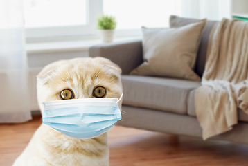 Image showing close up of scottish fold kitten in medical mask