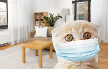 Image showing close up of scottish fold kitten in medical mask