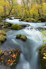 Image showing Oirase Stream in autumn of Japan