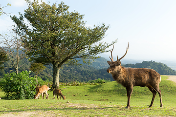 Image showing Lovely deer on mountain