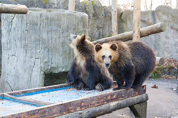 Image showing Cute little bear play together