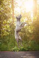 Image showing thai ridgeback dog outdoors