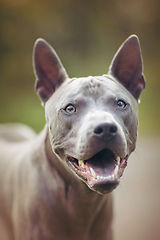 Image showing thai ridgeback dog outdoors