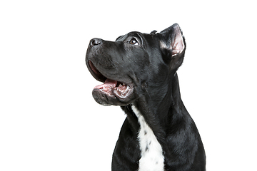 Image showing beautiful cane corso puppy