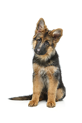 Image showing beautiful german shepard puppy