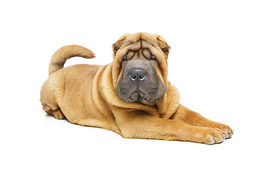 Image showing beautiful shar pei puppy