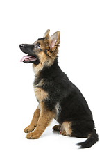 Image showing beautiful german shepard puppy