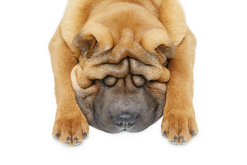 Image showing beautiful shar pei puppy sleeping