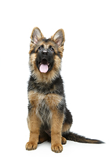 Image showing beautiful german shepard puppy