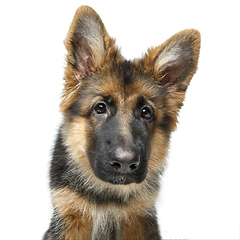 Image showing beautiful german shepard puppy