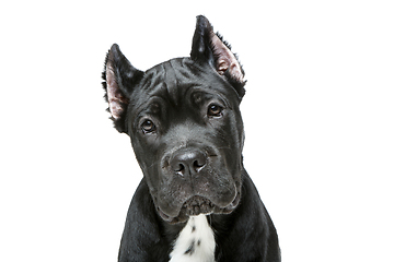 Image showing beautiful cane corso puppy