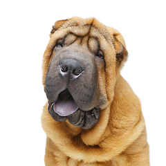 Image showing beautiful shar pei puppy