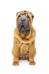 Image showing beautiful shar pei puppy