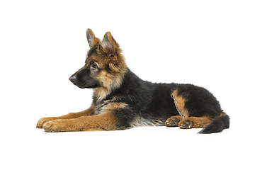 Image showing beautiful german shepard puppy