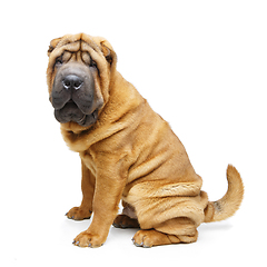 Image showing beautiful shar pei puppy