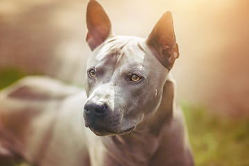 Image showing thai ridgeback dog outdoors