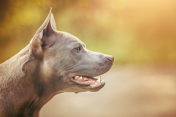 Image showing thai ridgeback dog outdoors