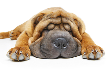 Image showing beautiful shar pei puppy sleeping