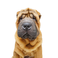 Image showing beautiful shar pei puppy