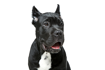 Image showing beautiful cane corso puppy