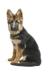 Image showing beautiful german shepard puppy