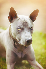 Image showing thai ridgeback dog outdoors