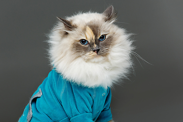 Image showing beautiful birma cat in blue shirt