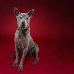 Image showing thai ridgeback dog on red background