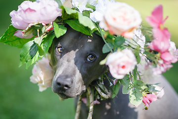 Image showing thai ridgeback dog in flower wreath