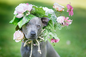 Image showing thai ridgeback dog in flower wreath