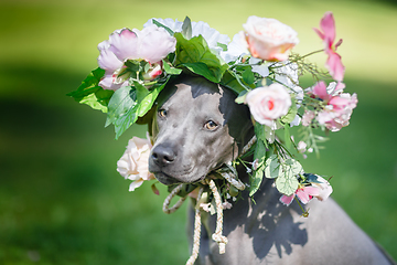 Image showing thai ridgeback dog in flower wreath