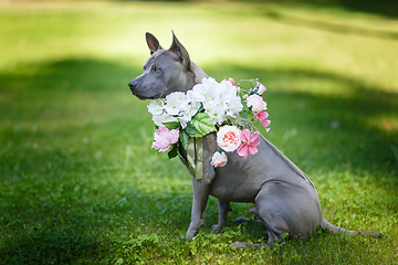 Image showing thai ridgeback dog in flower wreath