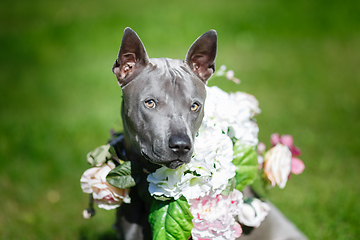 Image showing thai ridgeback dog in flower wreath