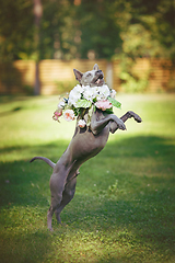 Image showing thai ridgeback dog in flower wreath