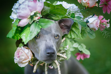 Image showing thai ridgeback dog in flower wreath