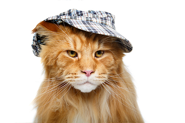 Image showing beautiful maine coon cat in hat