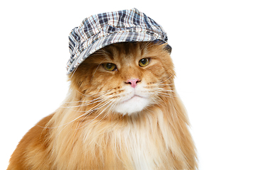 Image showing beautiful maine coon cat in hat