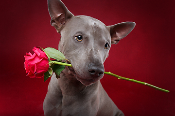 Image showing dog holding rose in mouth