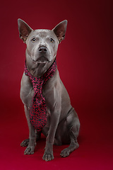 Image showing beautiful thai ridgeback dog in tie